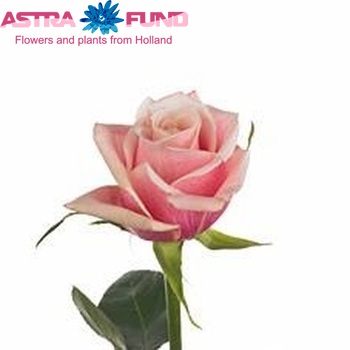 Rosa grootbloemig Panama fotografija