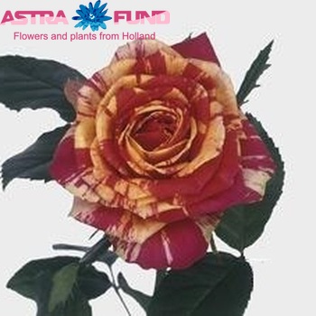 Rosa grootbloemig Papagayo fotografija