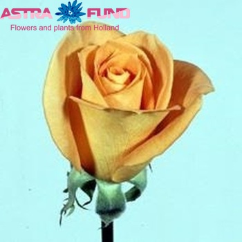 Rosa grootbloemig Pareo fotografija