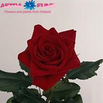Rosa grootbloemig Pascha fotografija