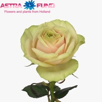 Rosa grootbloemig Pitahaya Light Foto