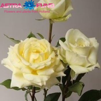 Rosa grootbloemig Ritz fotografija
