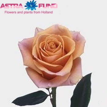 Rosa grootbloemig Sirocco+ fotó
