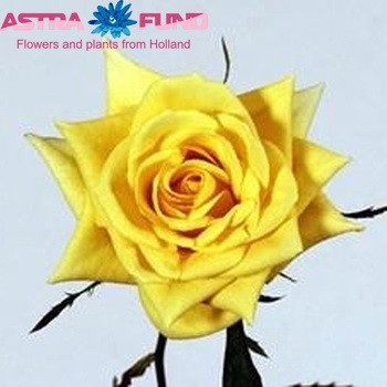 Rosa grootbloemig Skyline fotó