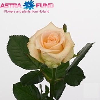 Rosa grootbloemig Sleeping Beauty! fotó