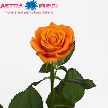 Rosa grootbloemig Soledo! fotó