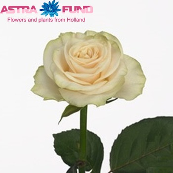 Rosa grootbloemig Solsy fotó