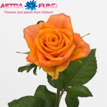 Rosa grootbloemig Sombrero fotó