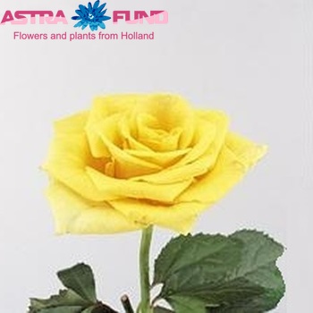 Rosa grootbloemig Sorraya fotó