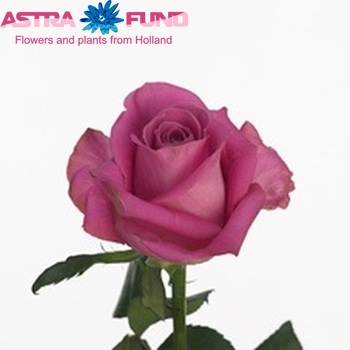 Rosa grootbloemig Soulmate! fotó