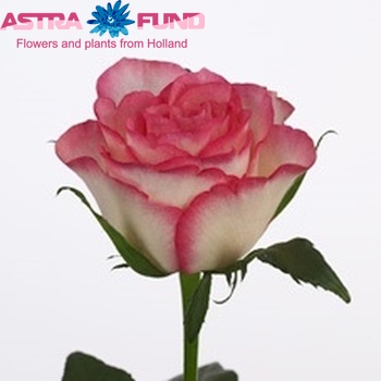 Rosa grootbloemig Sovereign fotó