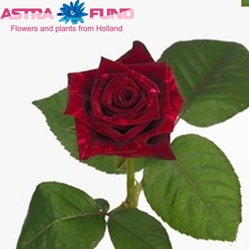 Rosa grootbloemig Sparkle fotó