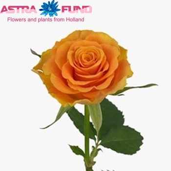 Rosa grootbloemig Sphinx Orange fotó