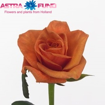 Rosa grootbloemig Spicy fotó