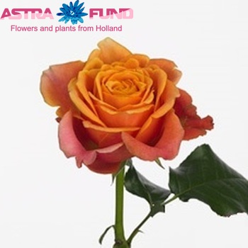 Rosa grootbloemig Splash fotó