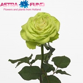 Rosa grootbloemig St. Patrick! fotó