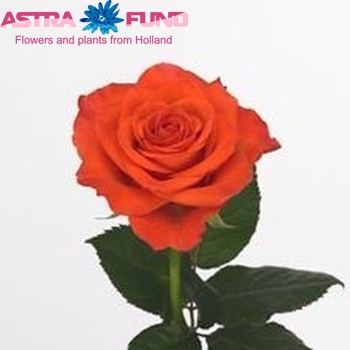 Rosa grootbloemig Sputnik! fotó