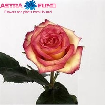 Rosa grootbloemig Star Ambiance fotó