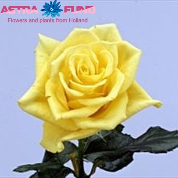 Rosa grootbloemig Starlite fotó