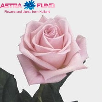 Rosa grootbloemig Stereo! fotó