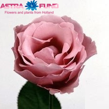 Rosa grootbloemig 'Sterling Silver' fotó
