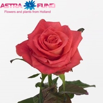 Rosa grootbloemig Symphonica fotó