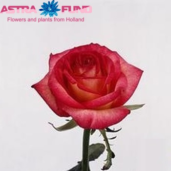 Rosa grootbloemig Tabasco fotó