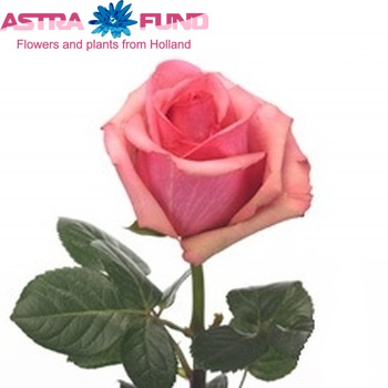 Rosa grootbloemig Taboo! fotó