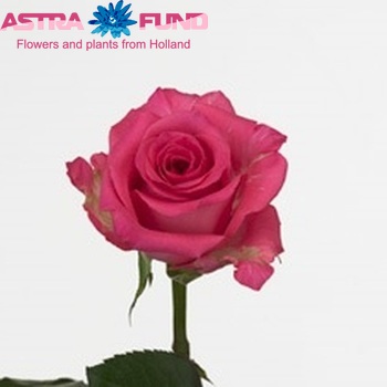 Rosa grootbloemig Taiga fotó