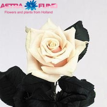 Rosa grootbloemig Talea+ fotó