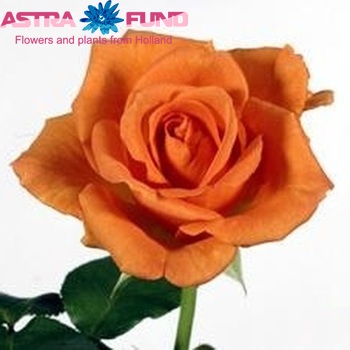 Rosa grootbloemig 'Tennessee' fotó