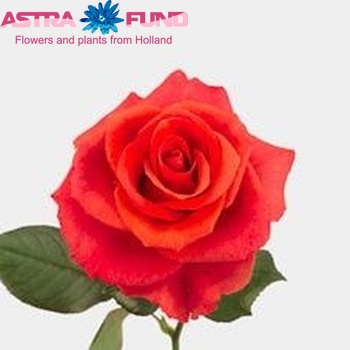 Rosa grootbloemig Terra Cotta fotó