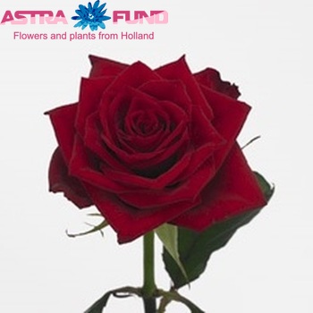 Rosa grootbloemig Testarossa fotó