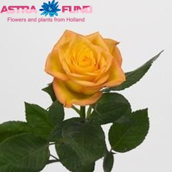 Rosa grootbloemig Texana fotó