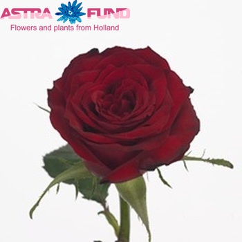 Rosa grootbloemig Tiamo fotó