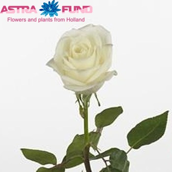 Rosa grootbloemig Tibet! fotó