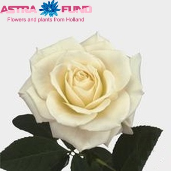 Rosa grootbloemig Tineke fotó