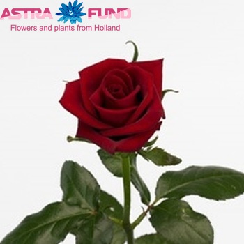 Rosa grootbloemig Tinto fotó