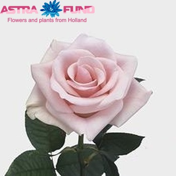 Rosa grootbloemig Titanic fotó