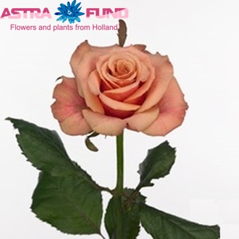 Rosa grootbloemig Toff fotó