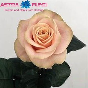 Rosa grootbloemig Tombola fotó