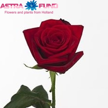Rosa grootbloemig Tonight fotó