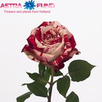 Rosa grootbloemig Trance fotó