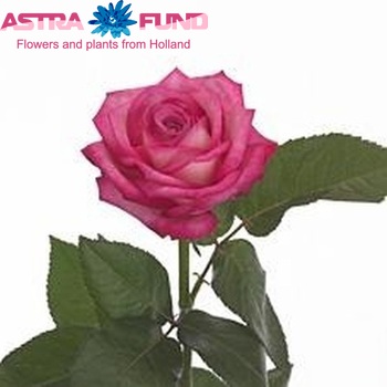 Rosa grootbloemig 'Trendy Fragrance' fotó
