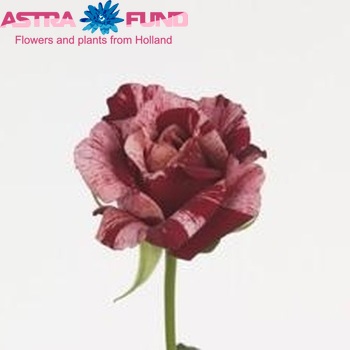 Rosa grootbloemig Tribal Beauty fotografie