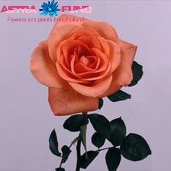 Rosa grootbloemig Tropical Amazone fotografie