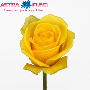 Rosa grootbloemig Tweety+ fotografie
