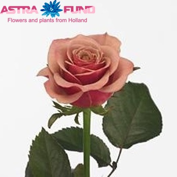 Rosa grootbloemig Two Faces+ fotografie