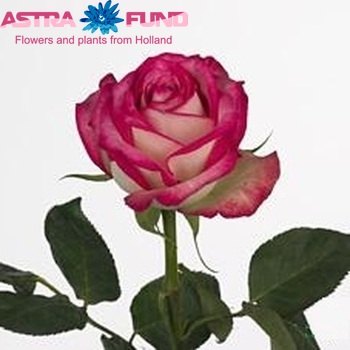 Rosa grootbloemig Upper Charming fotó