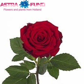 Rosa grootbloemig Upper Class fotó